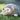 Sweet Hubert - Laying