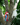 Papaya and Mango sitting in a tree