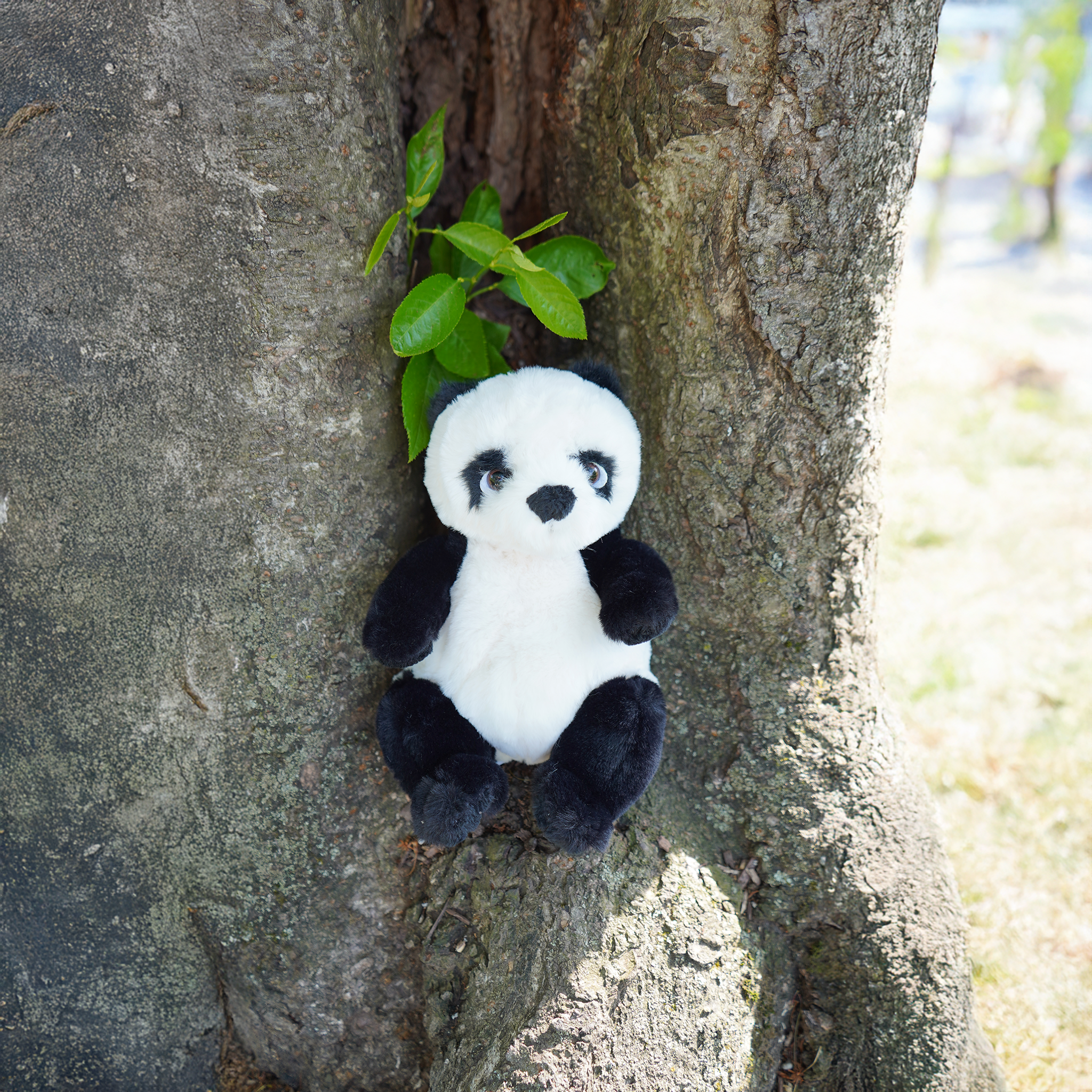 Baby Jie Jie